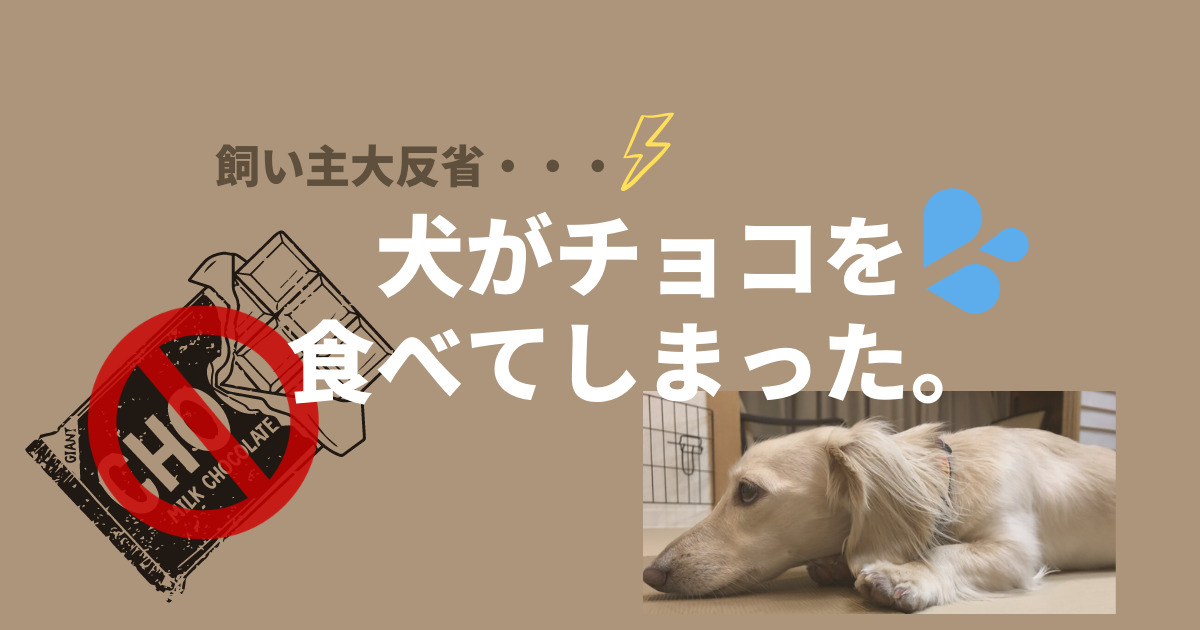 大反省 犬がチョコを食べてしまった 対応 体験談を話します